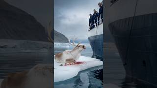 A touching story about an injured reindeer begging a sailor to save him [upl. by Haimerej]