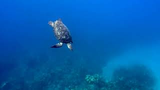 Hawksbill Turtle [upl. by Burdelle525]