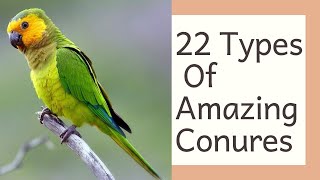 22 Varieties Of Conures  Best Conures As Pet  Different Types Of Conures  Rare Conure Species [upl. by Borden]