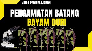 Pengamatan Jaringan Tumbuhan I Batang Bayam Duri I Amaranthus spinosus [upl. by Regor772]