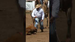 calf roping and tying rodeo cowboy shorts [upl. by Leuqcar]