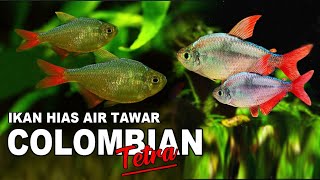 IKAN HIAS AIR TAWAR CANTIK TETRA COLOMBIAN [upl. by Matthieu]