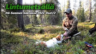 Metsäkanalinnustusta itäSuomen kairoissa osa12  Pohjanpystykorva Suomenpystykorva [upl. by Nessah]