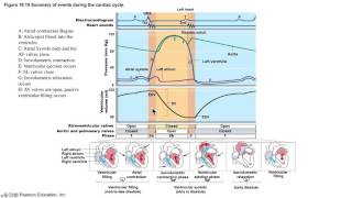 The Cardiac Cycle Demystified [upl. by Okimik102]