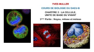 Chapitre 2 – 3ème Partie  Noyau mitose et méiose  Cours de Biologie du DAEUB [upl. by Angel]