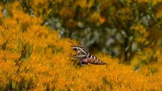 Minute Out In It White lined Sphinx Moth [upl. by Eirek986]