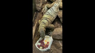 Not Your Average Lizard Earl Goes Hard for Grapes 🦎🍇 [upl. by Jana549]