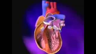 Heart ExcitationContraction Coupling [upl. by Simaj]