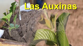 Las Hormonas en los Vegetales Caso de las Auxinas [upl. by Ruhl]