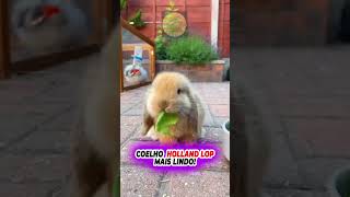 Coelho Holland lop a Raça mais linda [upl. by Enrichetta]