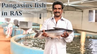 Pangasius fish in RAS  Hindi  Viswanadha Raju  Kravis Aqua [upl. by Ubald]