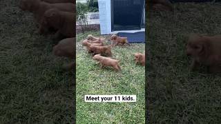 Golden Retriever puppies looking for their father 😩 goldenretriever puppies mothersday [upl. by Aizat]