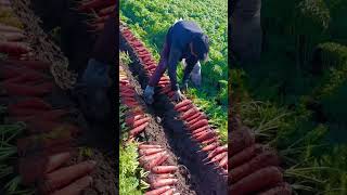 carrot leaf cutting process Goodtools and machinery make work more faster [upl. by Nodanrb]