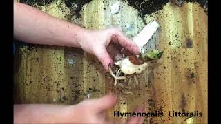 How to propagate and divide your Spider lilies Hymenocalis Littoralis [upl. by Sheley364]