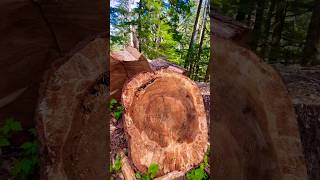 Chopped Logs Along the Trail in Washingtons Forest nature savetrees trending [upl. by Koran]