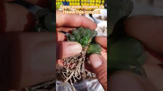 Separando hijuelos de Haworthia cooperi [upl. by Acire]