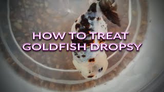 How To Treat Goldfish Dropsy [upl. by Oirogerg]