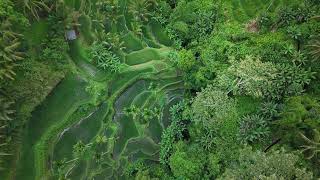 Tegalalang Rice Terraces I Drone DJI AIR 3s [upl. by Idnar]