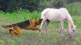 Ce Chien Stupide A Attaqué Un Cheval  Voici Ce Qui Sest Passé Ensuite [upl. by Adnarym]