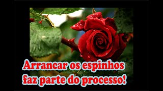 Arrancar os espinhos faz parte do processo [upl. by Seline]