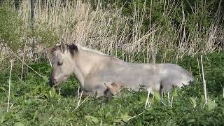 Horses a lovely mare with a beautiful foal Oostvaardersplassen the Netherlands [upl. by Johiah]