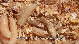 The Marvels of Maggots Surprising Uses and Unbelievable Facts [upl. by Avat]