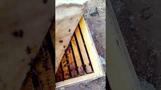 Honey bee farming mychannel foryou my nature سعودیعرب mychannel [upl. by Tamberg]