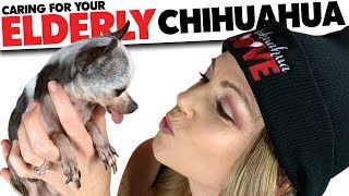 Caring for your aging Chihuahua PART 1 Kidney Failure  Sweetie Pie Pets Elderly Dog Series [upl. by Adnanref]