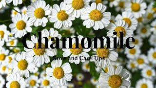 Chamomile Grow and Care Tips [upl. by Kirwin]