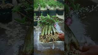 The Adenium Arabicum Garden flower plant Desert Rose bonsai Houseplant [upl. by Rora]