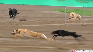 outclass running by fawn irish greyhound [upl. by Eerehc610]