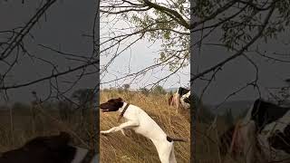 POİNTER DOG  FERMA quailhunting keşfet quail fishing hunting hunterxhunter one bıldırcınavı [upl. by Nuahsyt]