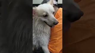 Gurgaon Pet spa dog shower [upl. by Itsa]