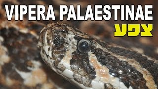 נחש צפע ארץ ישראלי Vipera palaestinae  הסבר והאכלה [upl. by Annis168]