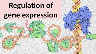 Eukaryotic gene expression regulation concept of chromatin [upl. by Acinat]