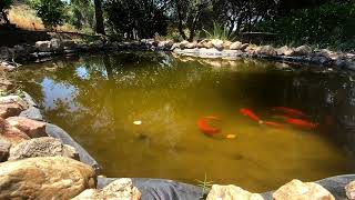 Pond Log 7123 Gold fish Swimming in a school Happy fish Goldfish shadow too [upl. by Ydissahc]