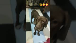 jacke and jimytrending pointer doglover viralvideo shortsviral reelsyoutubeshorts love [upl. by Barbarese]