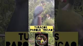 Turacos parque Tricao aviarios birds parrot [upl. by Yedoc]