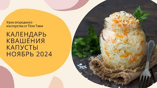 Календарь КВАШЕНИЯ капусты Ноябрь 2024 г [upl. by Nylahs366]