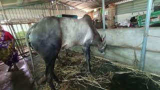 3 ಹಳ್ಳಿಕಾರ್ ಬೀತನೆ ಹೋರಿಗಳು  desicow hallikarcalf hallikarheifers cow hallikar hallikarbull [upl. by Marutani]