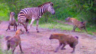 HYENAS EAT ZEBRA ALIVE WHILE IT TRIES TO ESCAPE [upl. by Kisung]