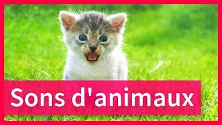 Sons danimaux pour enfants [upl. by Affra]