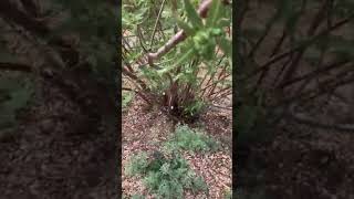 How to Prune Fernbush A DroughtTolerant Native Shrub [upl. by Chilson]