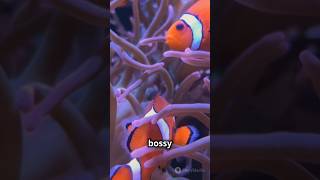 Clown fish education [upl. by Yrffoeg]