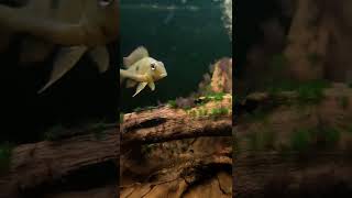 American Cichlid  Geophagus  Earth Eater Cichlid [upl. by Lupita380]