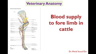 blood suppy to forelimb in cattle  Veterinary antomy first year BVSc Pooshmati [upl. by Namien]