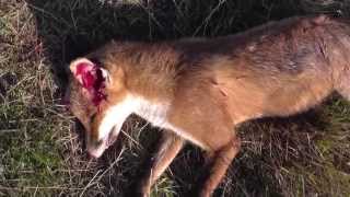 fox shooting 210 yard headshot [upl. by Cale350]