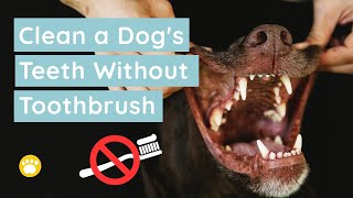 How To Clean a Dogs Teeth Without Brushing [upl. by Allerus]