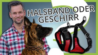 HALSBAND oder GESCHIRR ▶︎ Was ist besser für deinen Hund oder Welpe [upl. by Sirtemed69]