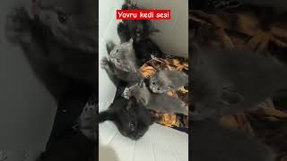 Yavru kedi sesi [upl. by Foley]